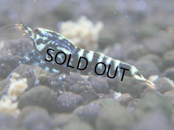 画像1: 070　R【秋の大量入荷祭！】ファーストテイク！新種系色々MIX ウルトラ特価100連発！ (1)