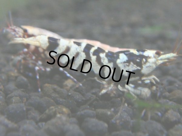 画像1: 014　R【秋の大量入荷祭！】ファーストテイク！新種系色々MIX ウルトラ特価100連発！ (1)