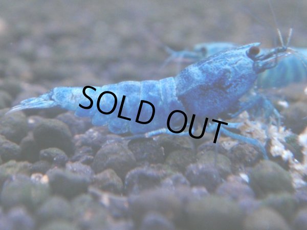 画像1: 339　C【秋の大量入荷祭！】MATERIAL BLUE オールアダルトメス確定！ (1)