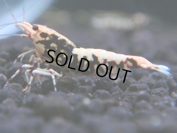 画像1: 362　K【秋の大量入荷祭！】ド派手系！HY shrimpのギャラクシー超特価！ (1)