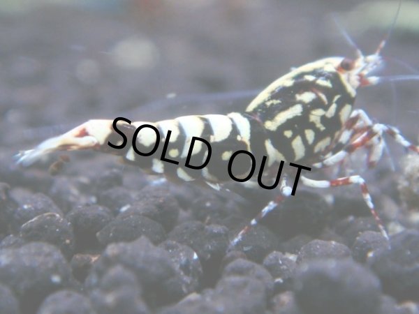 画像1: 370　K【秋の大量入荷祭！】ド派手系！HY shrimpのギャラクシー超特価！ (1)