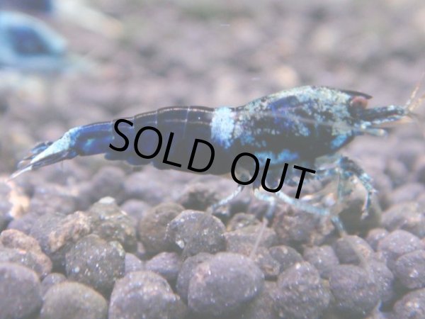 画像1: 040　R【秋の大量入荷祭！】ファーストテイク！新種系色々MIX ウルトラ特価100連発！ (1)