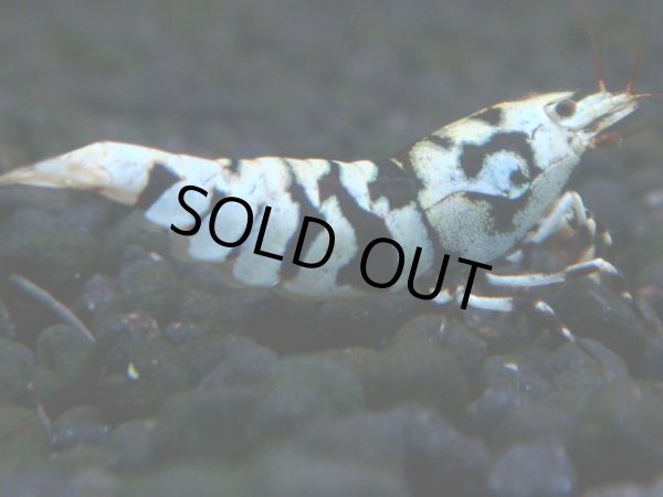 画像1: 330　P【秋の大量入荷祭！】BLACK FANCY TIGER ハイグレード！ (1)