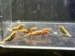 画像2: 011　H【スプリットタイムセール】HY shrimp レッドギャラクシー プラケース内丸ごとセット (2)
