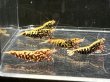 画像1: 011　H【スプリットタイムセール】HY shrimp レッドギャラクシー プラケース内丸ごとセット (1)