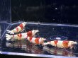 画像2: 032　H【スプリットタイムセール】ド迫力！三好池のトシ フルボディオス1メス3 最大2.8センチ！プラケース内丸ごとセット 水曜日の出品は終了となります (2)