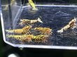 画像1: 028　H【スプリットタイムセール】HY shrimp  レッドギャラクシー白勝ち特価セット！プラケース内丸ごとセット (1)