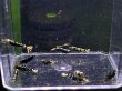 画像2: 024　K【スプリットタイムセール】パープル フルボディ抱卵含むハイグレードMIX！プラケース内丸ごとセット (2)