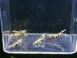 画像2: 026　P【スプリットタイムセール】BLACK FANCY TIGER種親 2.1-2.5cm オス2メス3！プラケース内丸ごとセット (2)