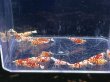 画像1: 021　C【スプリットタイムセール】きれい目レッドファンシータイガー！プラケース内丸ごとセット (1)