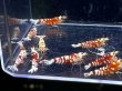 画像2: 021　C【スプリットタイムセール】きれい目レッドファンシータイガー！プラケース内丸ごとセット (2)