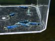 画像2: 030　A【スプリットタイムセール】マテリアルブルー ちびっこ プラケース内丸ごとセット (2)