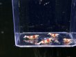 画像1: 032　H【スプリットタイムセール】ド迫力！三好池のトシ フルボディオス1メス3 最大2.8センチ！プラケース内丸ごとセット 水曜日の出品は終了となります (1)
