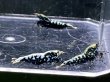 画像1: 047　P【スプリットタイムセール】BMG アダルトメス プラケース内丸ごとセット (1)