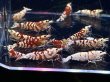画像1: 049　C【スプリットタイムセール】レッドファンシータイガー プラケース内丸ごとセット (1)