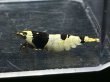 画像1: 038　H【スプリットタイムセール】涼風シュリンプ 希少黒ビーハイグレード！プラケース内丸ごとセット (1)