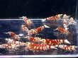画像2: 039　C【スプリットタイムセール】きれい目レッドファンシータイガー！プラケース内丸ごとセット (2)