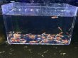 画像1: 050　C【スプリットタイムセール】レッドファンシータイガー大量！プラケース内丸ごとセット ※今週の出品は終了となります (1)