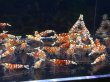 画像2: 050　C【スプリットタイムセール】レッドファンシータイガー大量！プラケース内丸ごとセット ※今週の出品は終了となります (2)