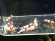 画像2: 9001 H【スプリットタイムセール】抱卵2匹含むウルトラレッドハイグレード!プラケース内丸ごとセット  (2)