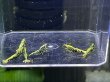 画像2: 9015 H【スプリットタイムセール】抱卵2匹含むHY shrimp ド派手系ブラックギャラクシー!プラケース内丸ごとセット   (2)