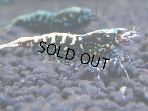 画像1: 128　C【RT200】ナイトバーゲン！新種系色々MIX！ (1)