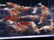 画像2: 9027 C【スプリットタイムセール】ナイトバーゲン!レッドファンシータイガー超特価!プラケース内丸ごとセット  (2)