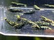 画像2: 9022 K【スプリットタイムセール】ナイトバーゲン!HY shrimp BG超特価!プラケース内丸ごとセット  (2)
