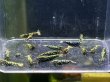 画像1: 9022 K【スプリットタイムセール】ナイトバーゲン!HY shrimp BG超特価!プラケース内丸ごとセット  (1)
