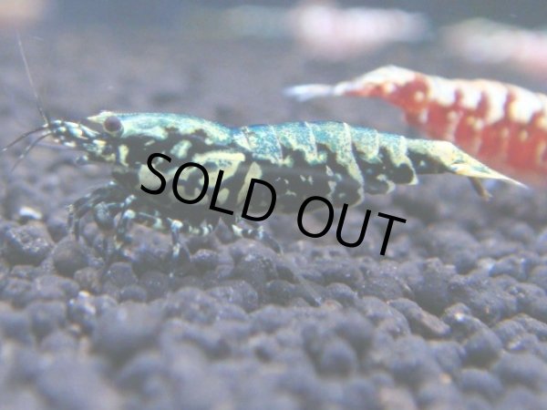 画像1: 110　C【RT200】ナイトバーゲン！新種系色々MIX！ (1)