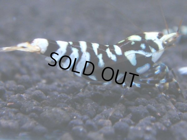 画像1: 103　C【RT200】ナイトバーゲン！新種系色々MIX！ (1)