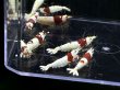 画像1: 9025 H【スプリットタイムセール】ナイトバーゲン!ウルトラレッド超特価!プラケース内丸ごとセット  (1)