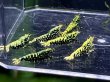 画像1: 9015 H【スプリットタイムセール】抱卵2匹含むHY shrimp ド派手系ブラックギャラクシー!プラケース内丸ごとセット   (1)
