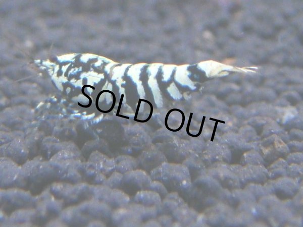 画像1: 114　C【RT200】ナイトバーゲン！新種系色々MIX！ (1)