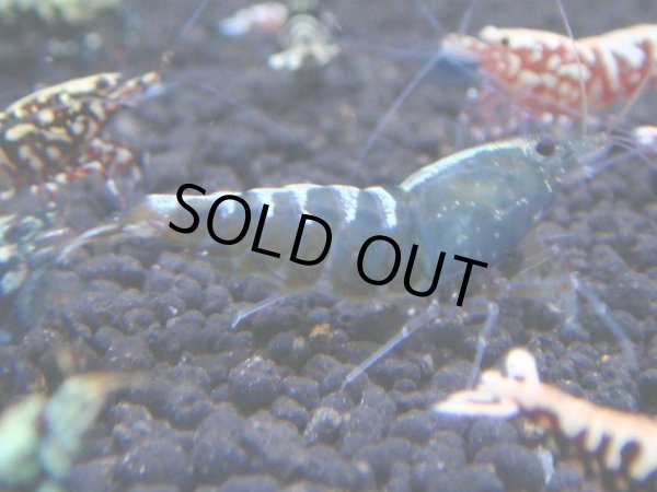 画像1: 104　C【RT200】ナイトバーゲン！新種系色々MIX！ (1)