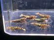 画像1: 9023 K【スプリットタイムセール】ナイトバーゲン!HY shrimp RG超特価!プラケース内丸ごとセット  (1)