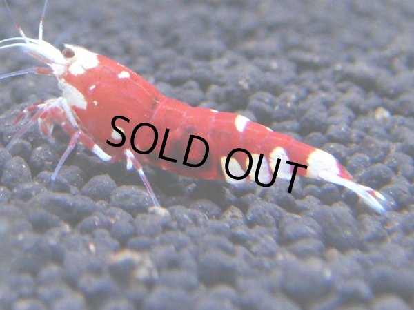 画像1: 130　C【RT200】ナイトバーゲン！新種系色々MIX！BIG2.3cm (1)