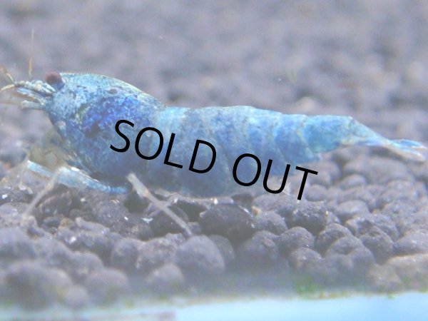 画像1: 129　C【RT200】ナイトバーゲン！新種系色々MIX！ (1)