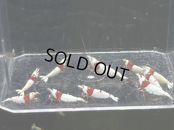 画像2: 9032　H【スプリットタイムセール】ファイナルナイトバーゲン！ウルトラレッドハイグレード 超特価！プラケース内丸ごとセット  (2)