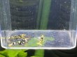 画像2: 9045　C【スプリットタイムセール】ファイナルナイトバーゲン！BFT種親 オス1メス2 フルボディ 超特価！プラケース内丸ごとセット  (2)