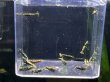 画像2: 9048　K【スプリットタイムセール】ファイナルナイトバーゲン！HY shrimp BG 超特価！プラケース内丸ごとセット  (2)