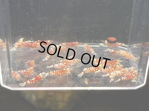 画像1: 9035　C【スプリットタイムセール】ファイナルナイトバーゲン！レッドファンシータイガー 超特価！プラケース内丸ごとセット  (1)