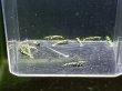 画像2: 9036　C【スプリットタイムセール】ファイナルナイトバーゲン！フィッシュボーンモスラ系 超特価！プラケース内丸ごとセット  (2)