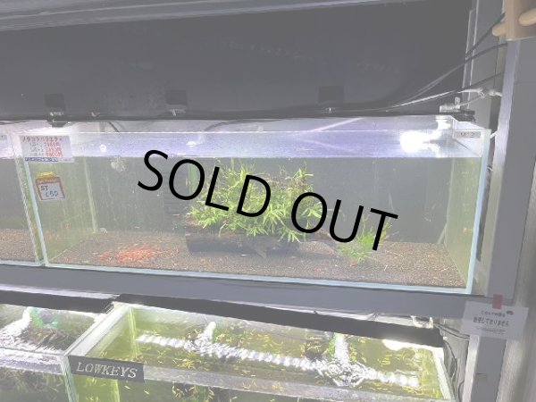 画像1: 9050　M【スプリットタイムセール】ファイナルナイトバーゲン！メタカラ！90ワイド水槽内丸ごとセット  (1)