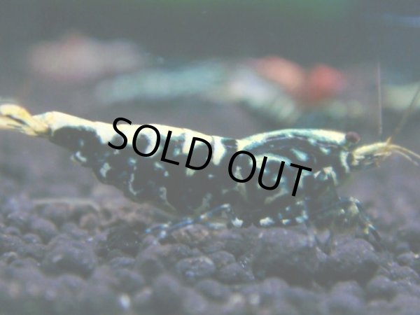 画像1: 149　R【RT200】ファイナルナイトバーゲン！ (1)