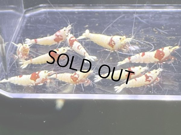 画像1: 9049　K【スプリットタイムセール】ファイナルナイトバーゲン！虎豹選別外 超特価！プラケース内丸ごとセット  (1)