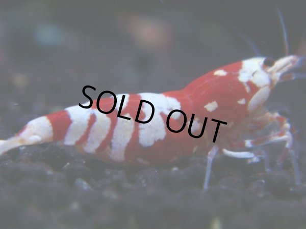 画像1: 144　R【RT200】ファイナルナイトバーゲン！ (1)