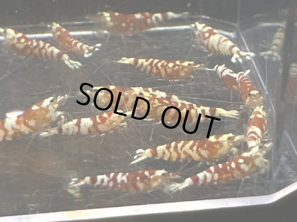 画像2: 9035　C【スプリットタイムセール】ファイナルナイトバーゲン！レッドファンシータイガー 超特価！プラケース内丸ごとセット  (2)