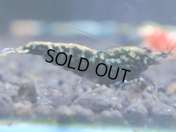 画像1: 197　H【RT200】ファイナルナイトバーゲン！ (1)