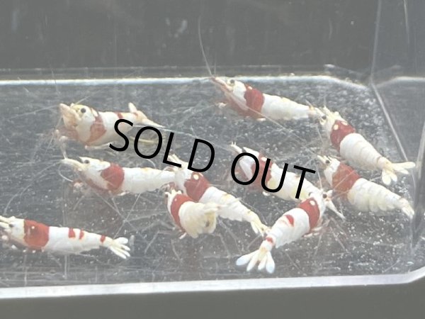 画像1: 9032　H【スプリットタイムセール】ファイナルナイトバーゲン！ウルトラレッドハイグレード 超特価！プラケース内丸ごとセット  (1)